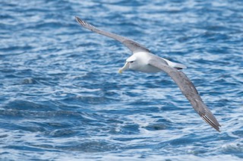 A Shy albatross in flight over NSW waters.